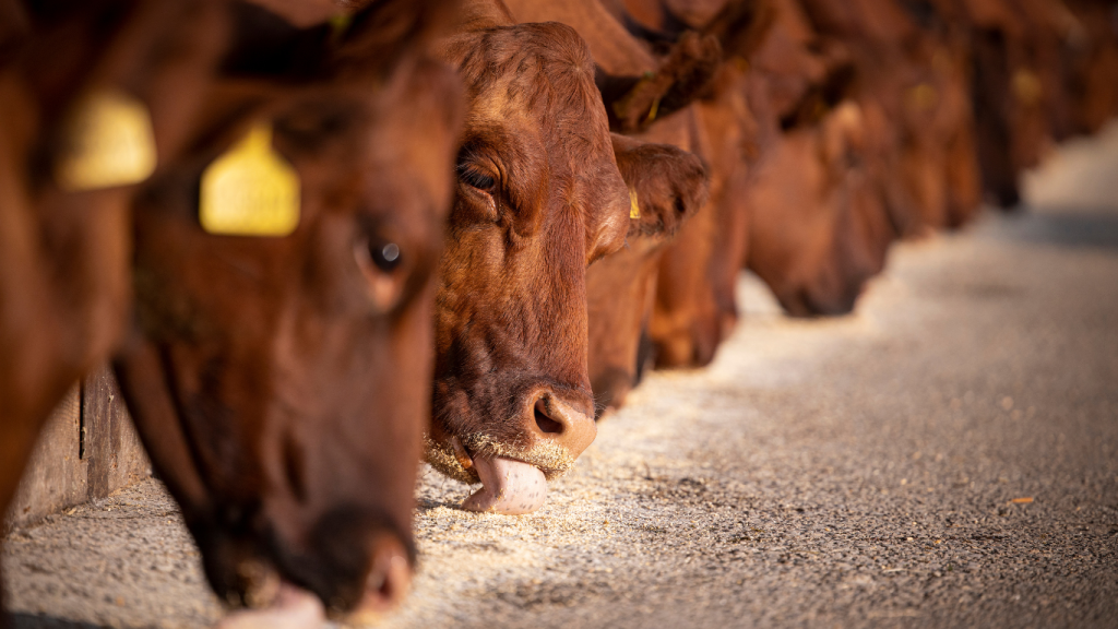 Rinderfutter bullen beim fressen