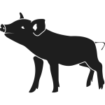 ferkel1024 x 1024 px) ferkel1024 x 1024 px)