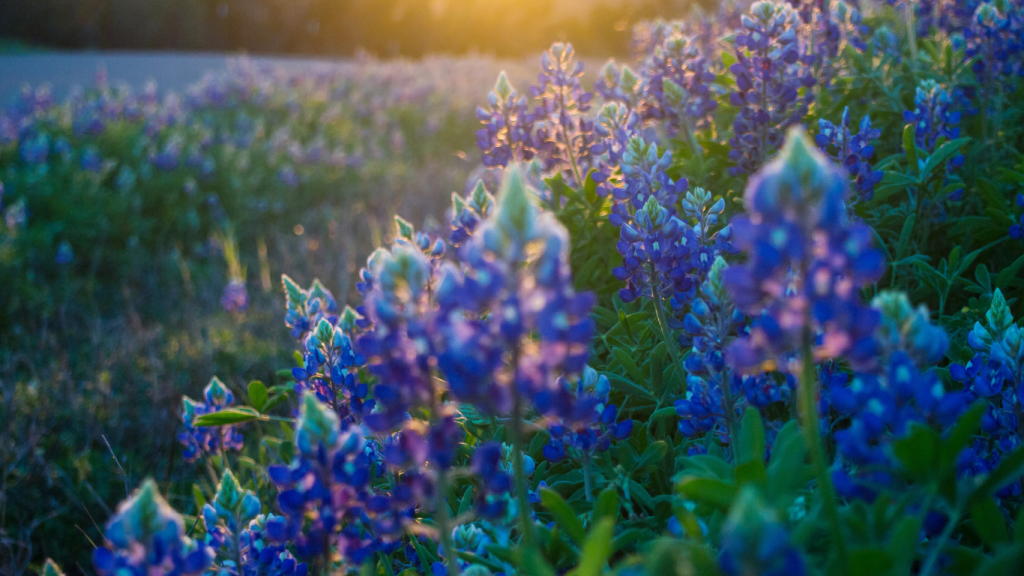 Saatgut greening lupine