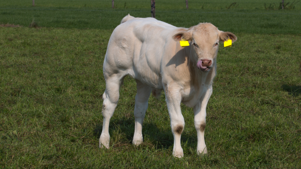 Rinderfutter junger bulle