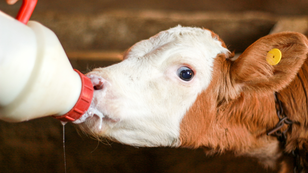 Rinderfutter kalb beim trinke