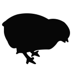 küken 1024 x 1024 px)