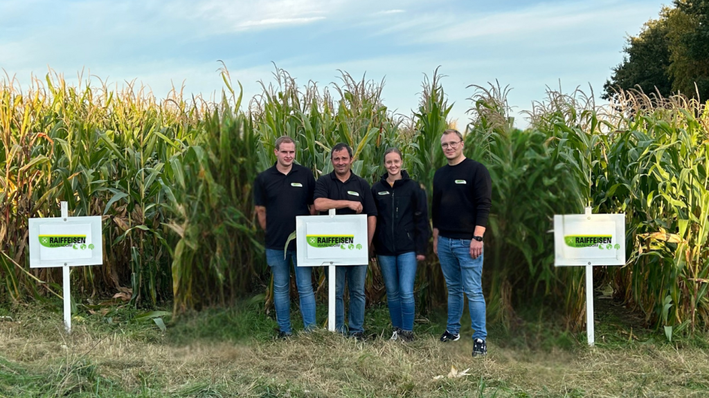 Saatgut mais versuch mit unserem team