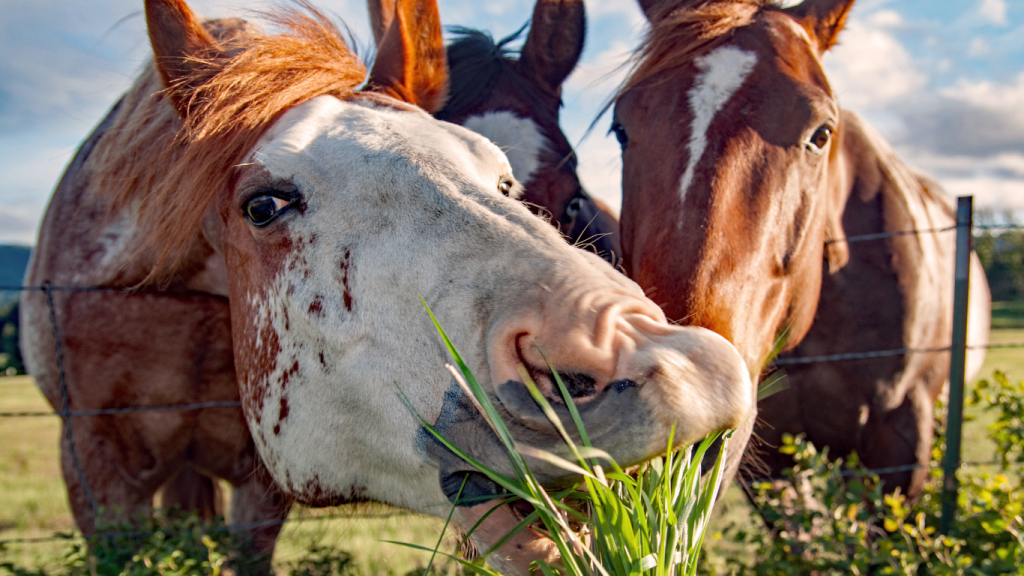 pferd frisst heu