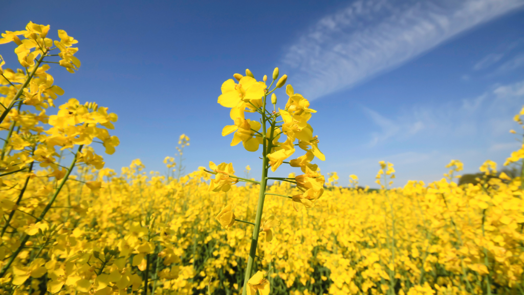 Saatgut raps in der blühte