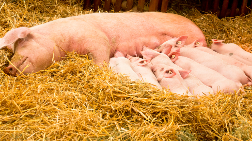 Schweinefutter sau beim füttern