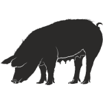 sau1024 x 1024 px) sau1024 x 1024 px)