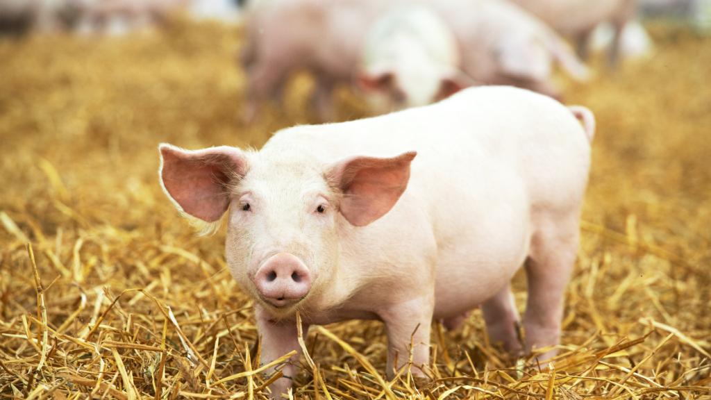 Schweinefutter schwein beim fressen