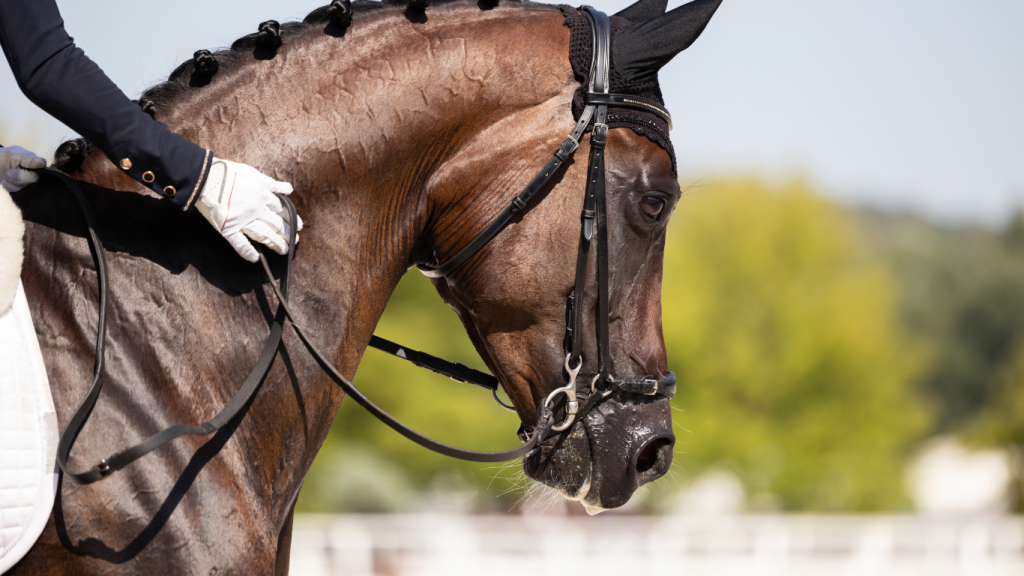 sportpferd
