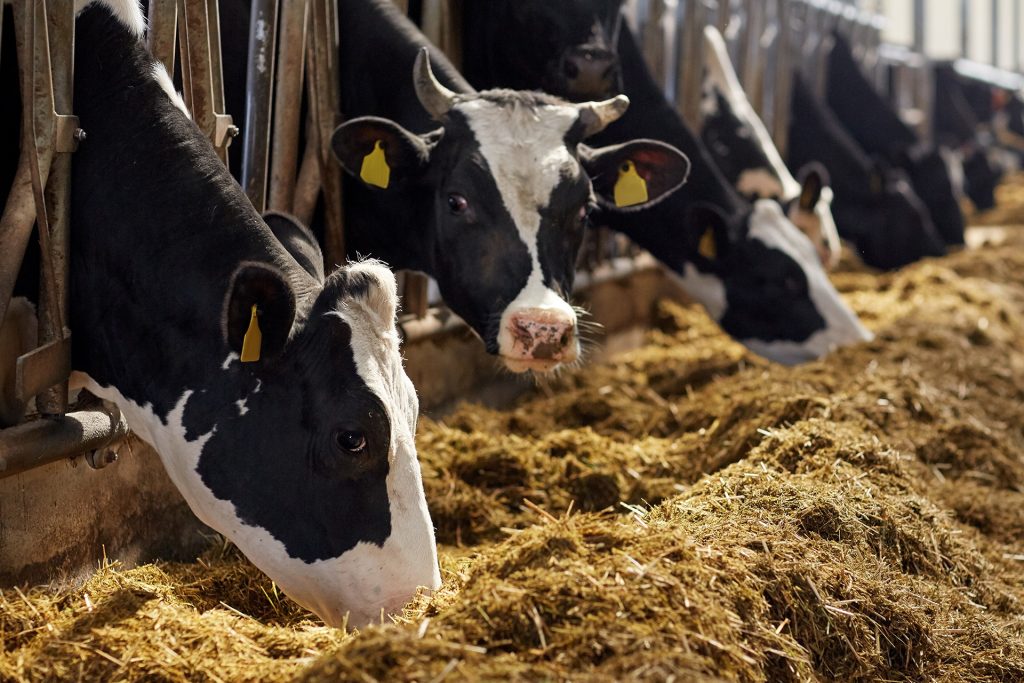 landwirtschaft-futtermittel Landwirtschaft Futtermittel 1024x683