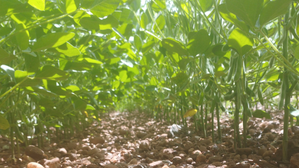 Sojabohnen sojabohnen behandlung