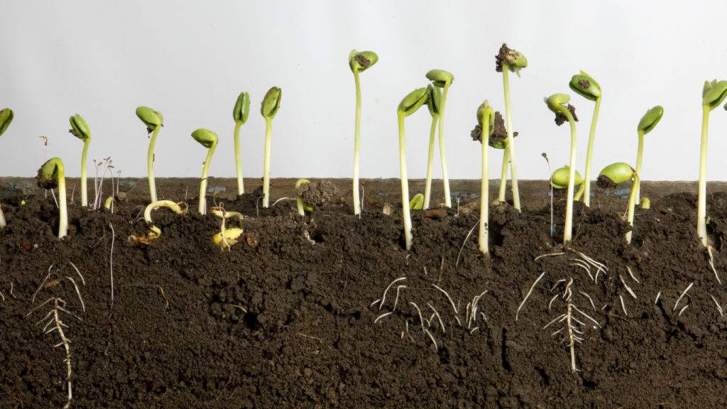 Sojabohnen sojabohnen keimt