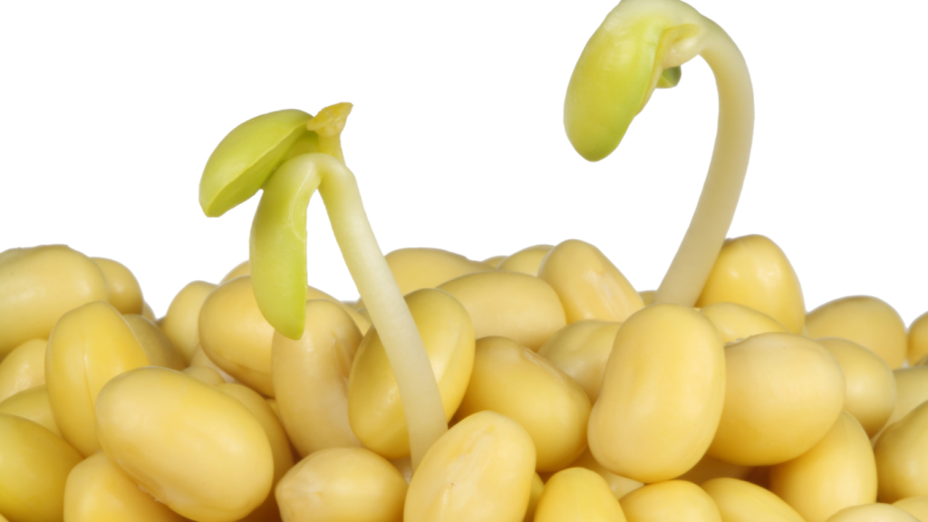 Sojabohnen sojabohnen keimt nach impfung