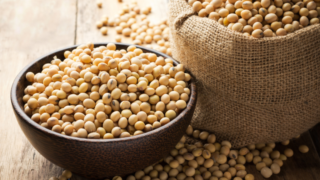 sojabohnen nach der enrte sojabohnen nach der enrte